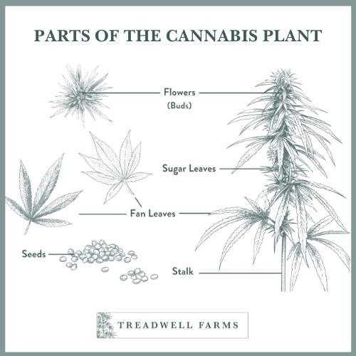 Parts of the Cannabis Plant