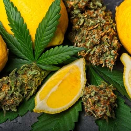 Terpenes: Exploration of Scent and Medicinal Attributes