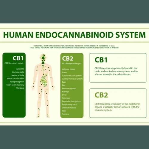 The Endocannabinoid System - Treadwell Farms