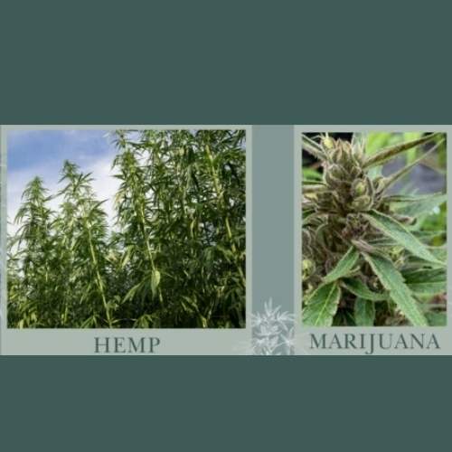 Hemp vs. Marijuana