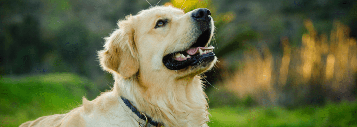 7 Reasons Why Your Pets Need CBD - Treadwell Farms