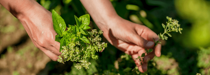 Natural Pain Relief: CBD and Other Herbs for a Healthier You