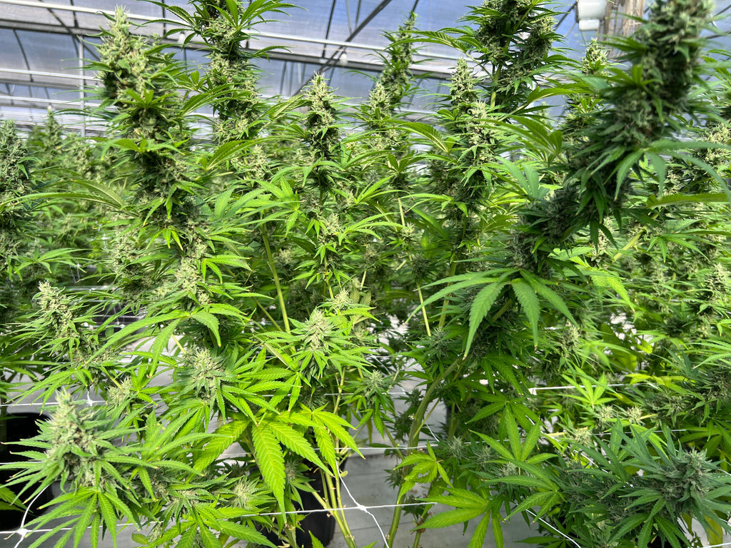 "Most Hemp-Derived THC Products Could Soon Be Illegal..."