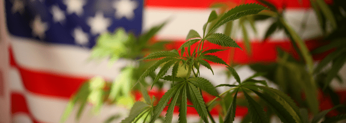 How Much THC is Legal in the U.S.? A Simple Guide