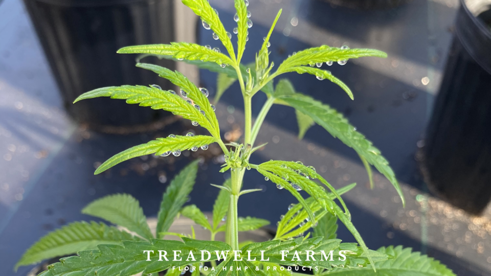 "What Does the Federal Hemp Ban Mean for Florida"