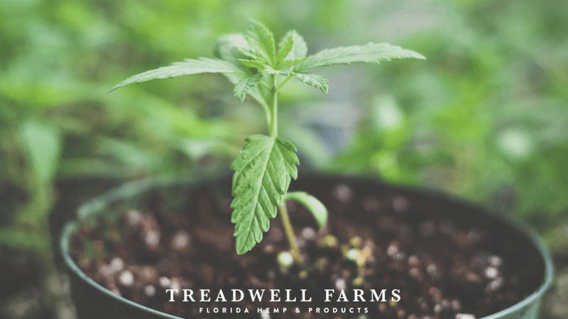 The Entourage Effect - How CBD and THC Work Together - Treadwell Farms