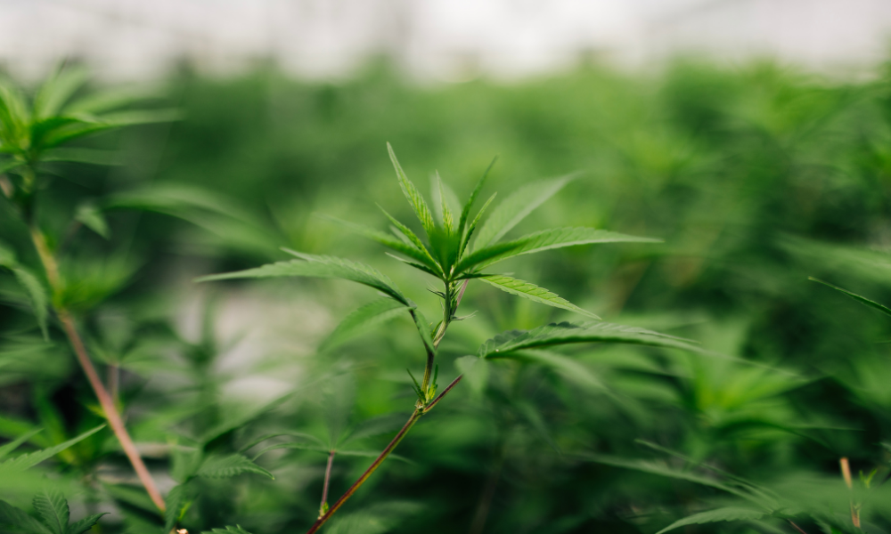 "Big Plans for 4/20? Here's What You Should Know Before Celebrating"