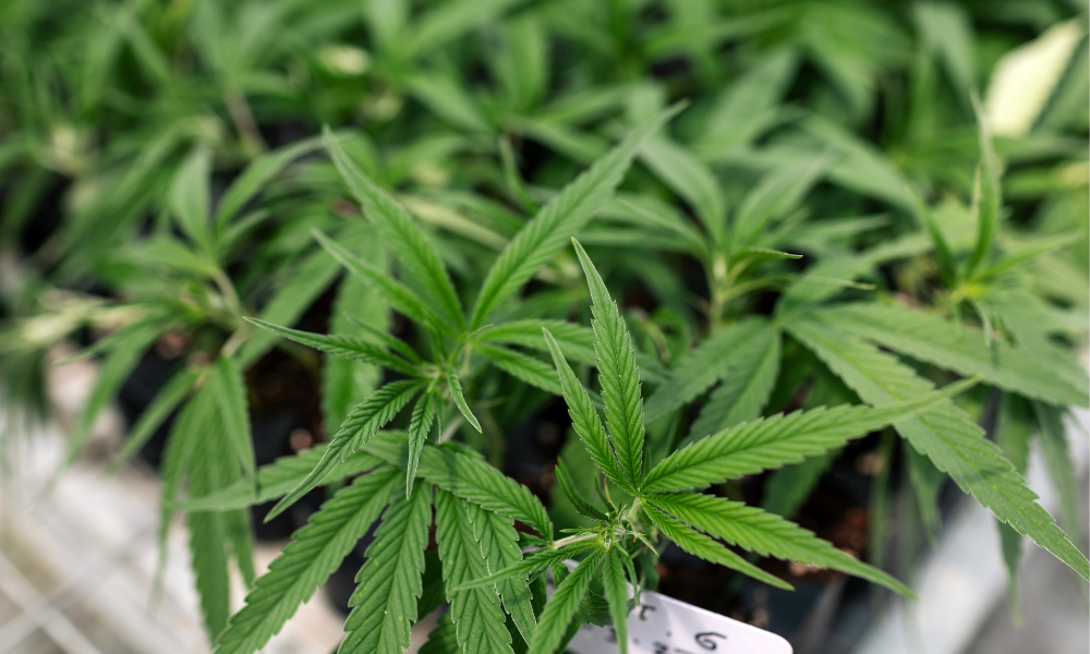 "How and Why the Government Shutdown Will Affect Florida's Smoke Shops"
