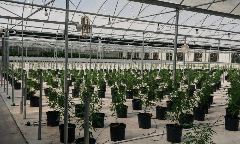 "What Does the Federal Hemp Ban Mean for Florida"