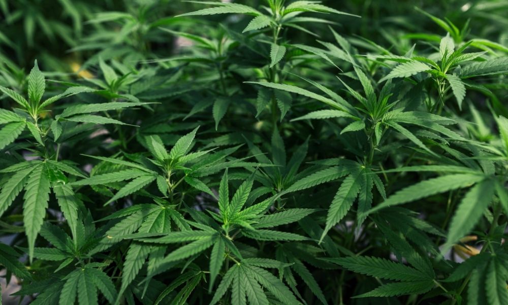 "Republicans Push Back on Hemp Ban..."