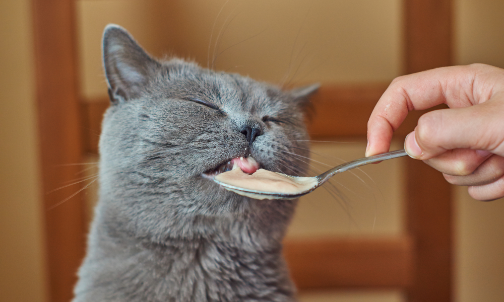 CBD for Cats: A Beginner's Guide to Dosing, Safety & What to Expect