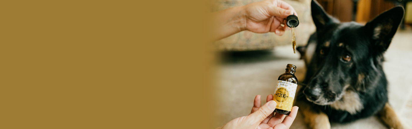 Person holding a bottle of CBD oil with a dog sitting nearby