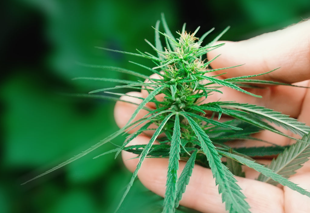 It starts at the hemp farm