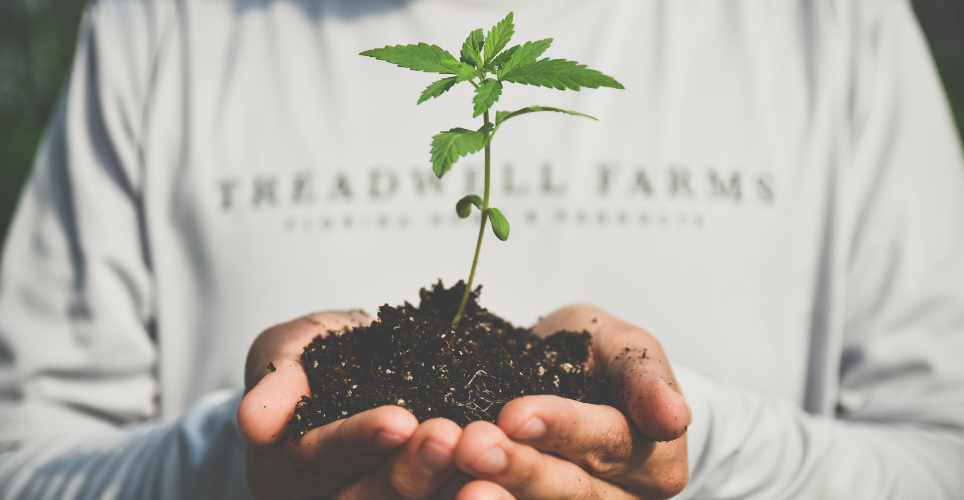 hands holding a small hemp seedling plant with soil in his hands. Treadwell Farms shirt in the background.