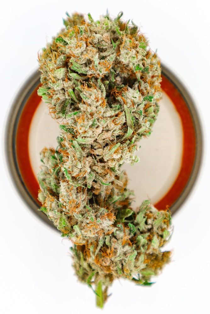 Master Kush dried flower bud sitting on a canning lid