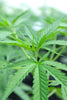 Treadwell Farms high potency hemp plants