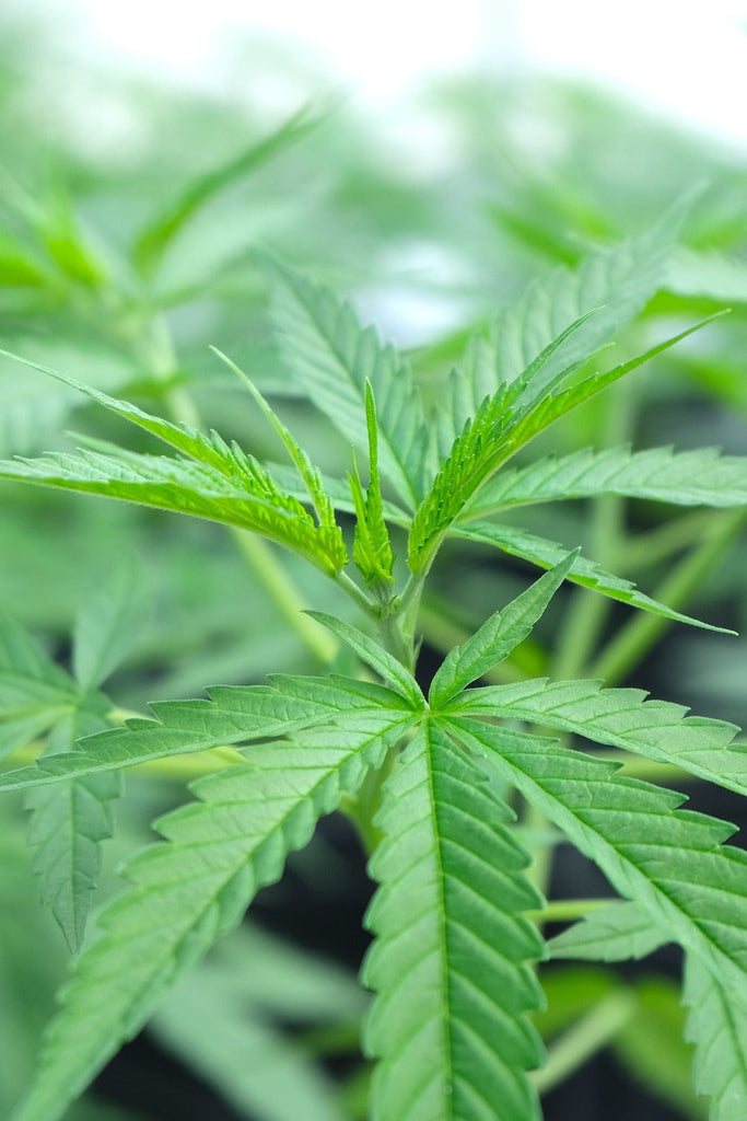 Treadwell Farms high potency hemp plants